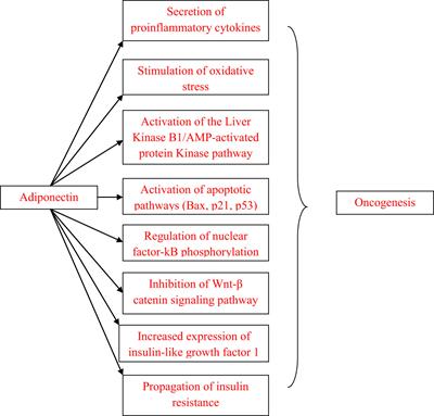 Adiponectin: A player in the pathogenesis of hormone-dependent cancers